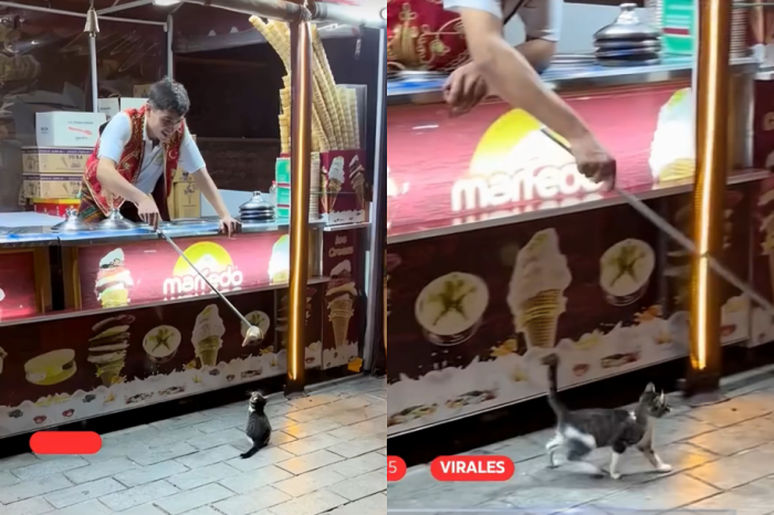 Gatito se desespera al ser víctima del juego del helado turco