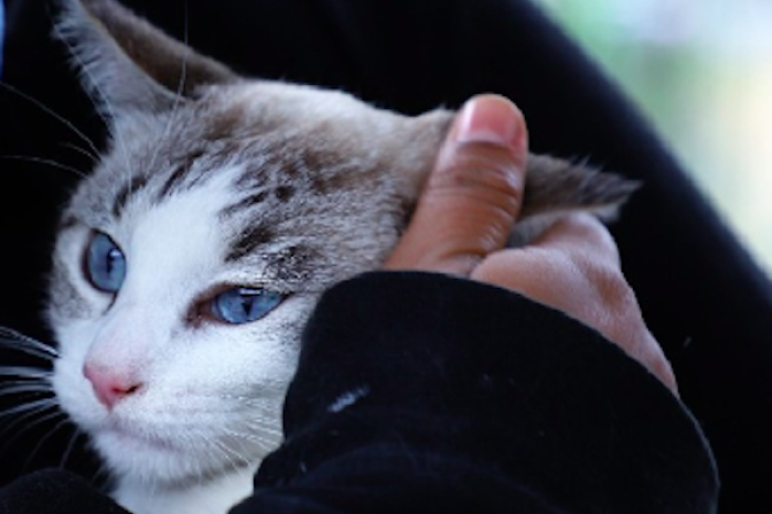 Tribunal de Estambul ordena manutención para gatos tras divorcio