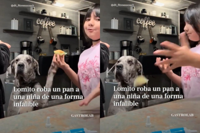 Perro orquesta un “accidente” para robarle un pan a una niña