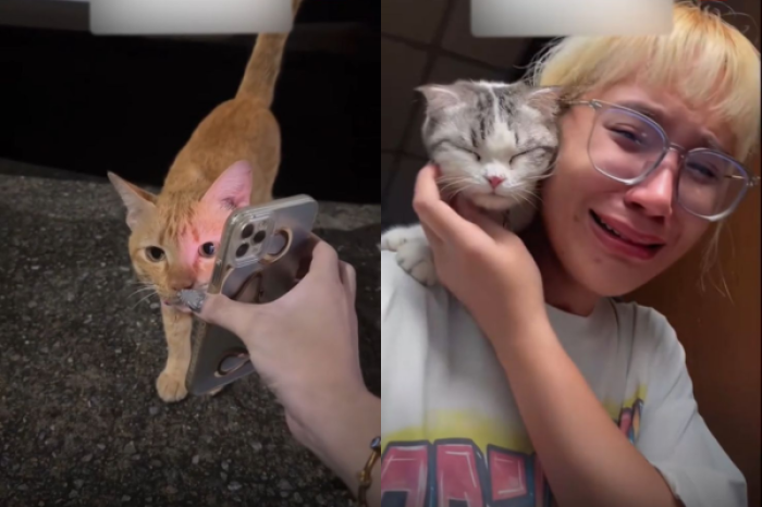 Mujer pide ayuda a gatos callejeros y logra encontrar a su mascota