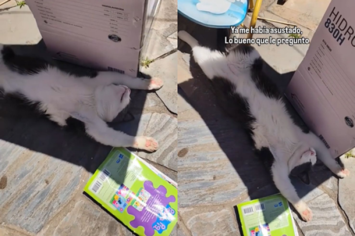 Hombre le pregunta a un gato si está vivo y su respuesta se hace viral