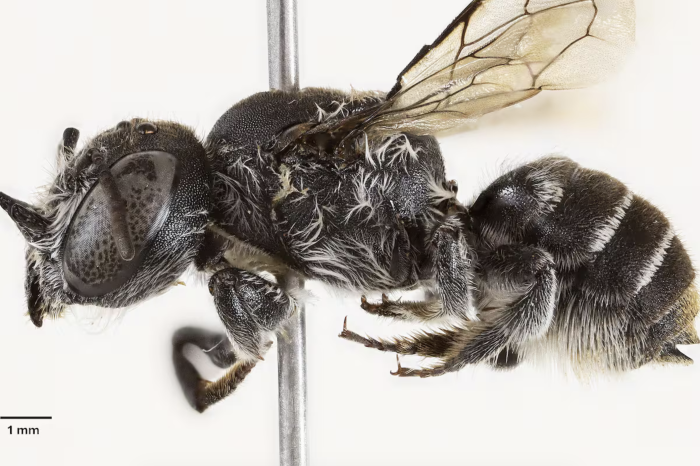  La abeja “Lucifer”: ¿Criatura con cuernos o salvadora de una flor al borde de desaparecer?