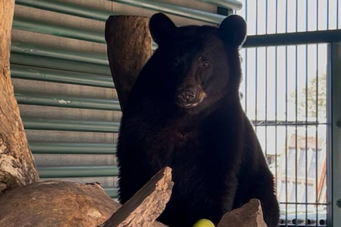 Tadeo, el oso negro rescatado en Galeana, se recupera y podría regresar a la sierra