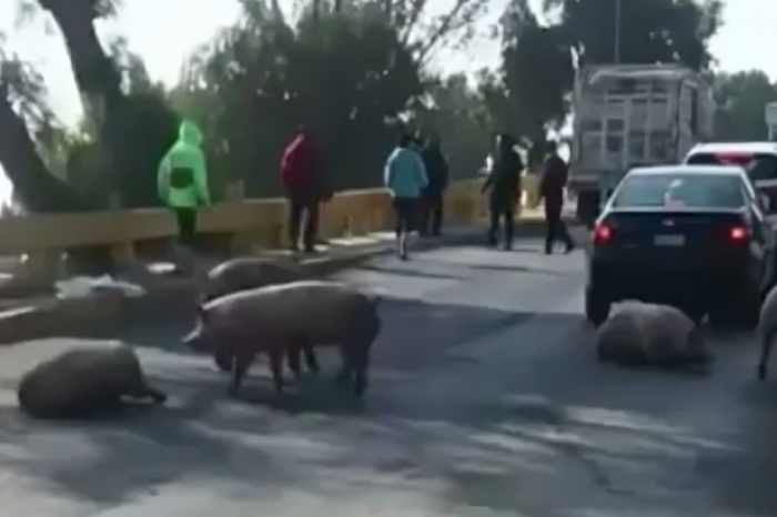 Falla en camión provoca caída de cerdos y s