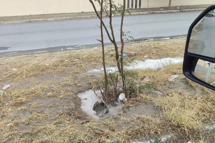  Enjambre de abejas sorprende a vecinos duran
