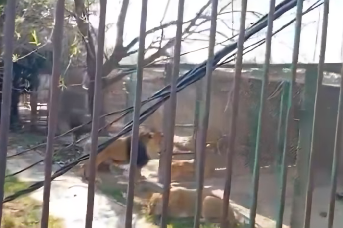 Hombre ebrio libera a 6 leones en reserva de 