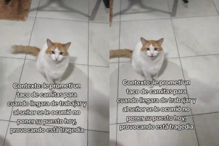 Gato se indigna tras no recibir un taco de ca