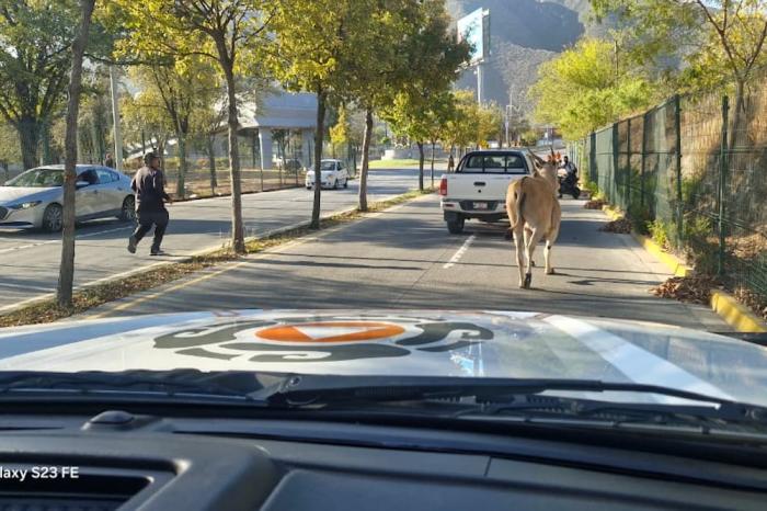 Venado suelto provoca movilización de rescat