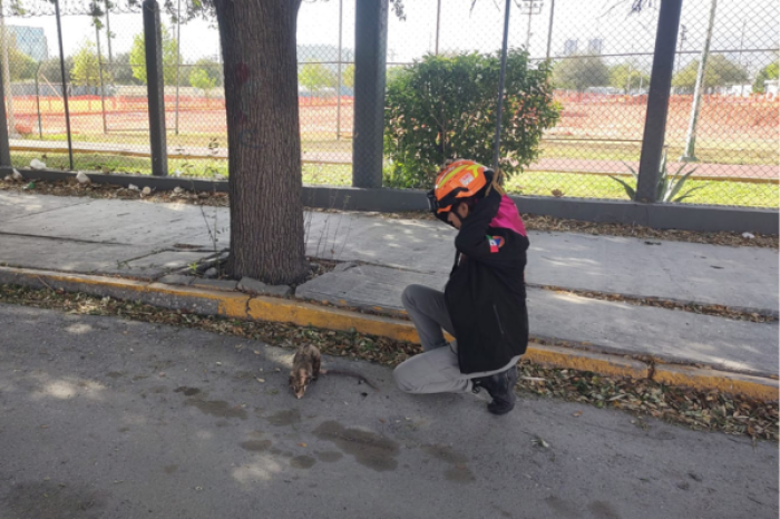 Protección Civil Nuevo León rescata a tlacuache herido en Monterrey