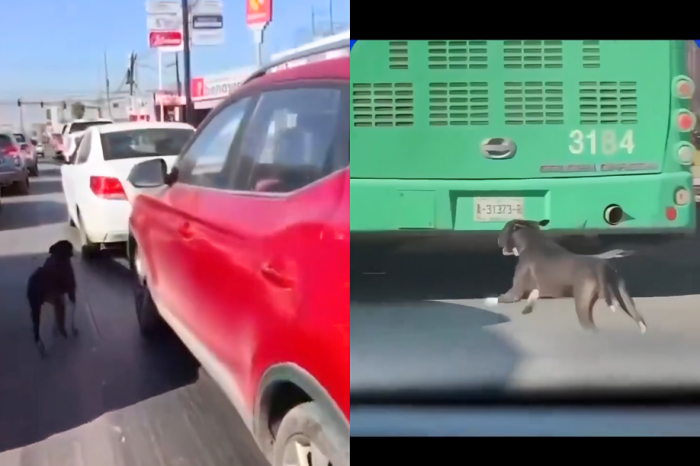 Captan presunto abandono: Perrito persigue un