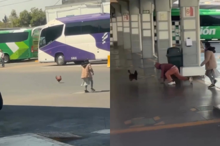 Gallo prófugo causa caos y risas en Central de autobuses de Monterrey